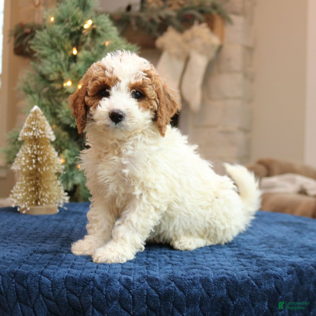Mini Goldendoodle dogs for sale: Odette  - Ad 3