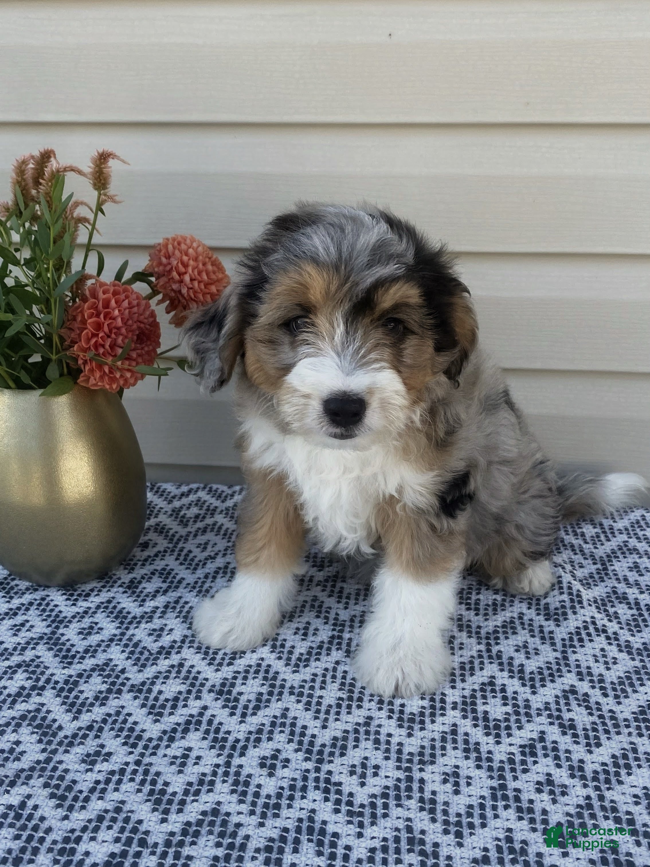 Mini Aussiedoodle dogs Mickey - Ad 2