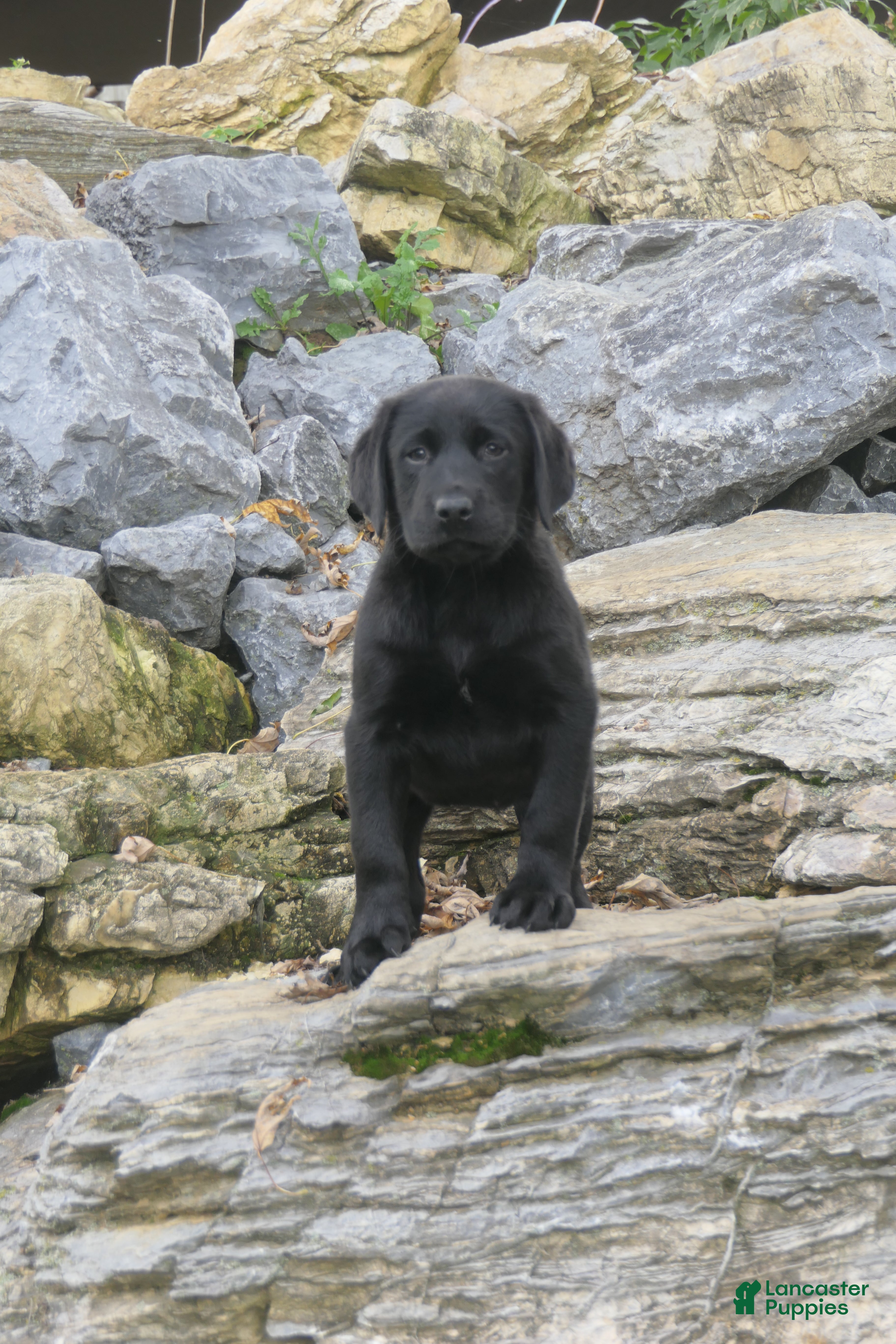 Labrador Retriever dogs for sale: Sally Labrador Retriever  - Ad 1
