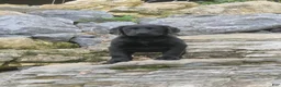 Labrador Retriever dogs for sale: Sally Labrador Retriever  - Ad 15