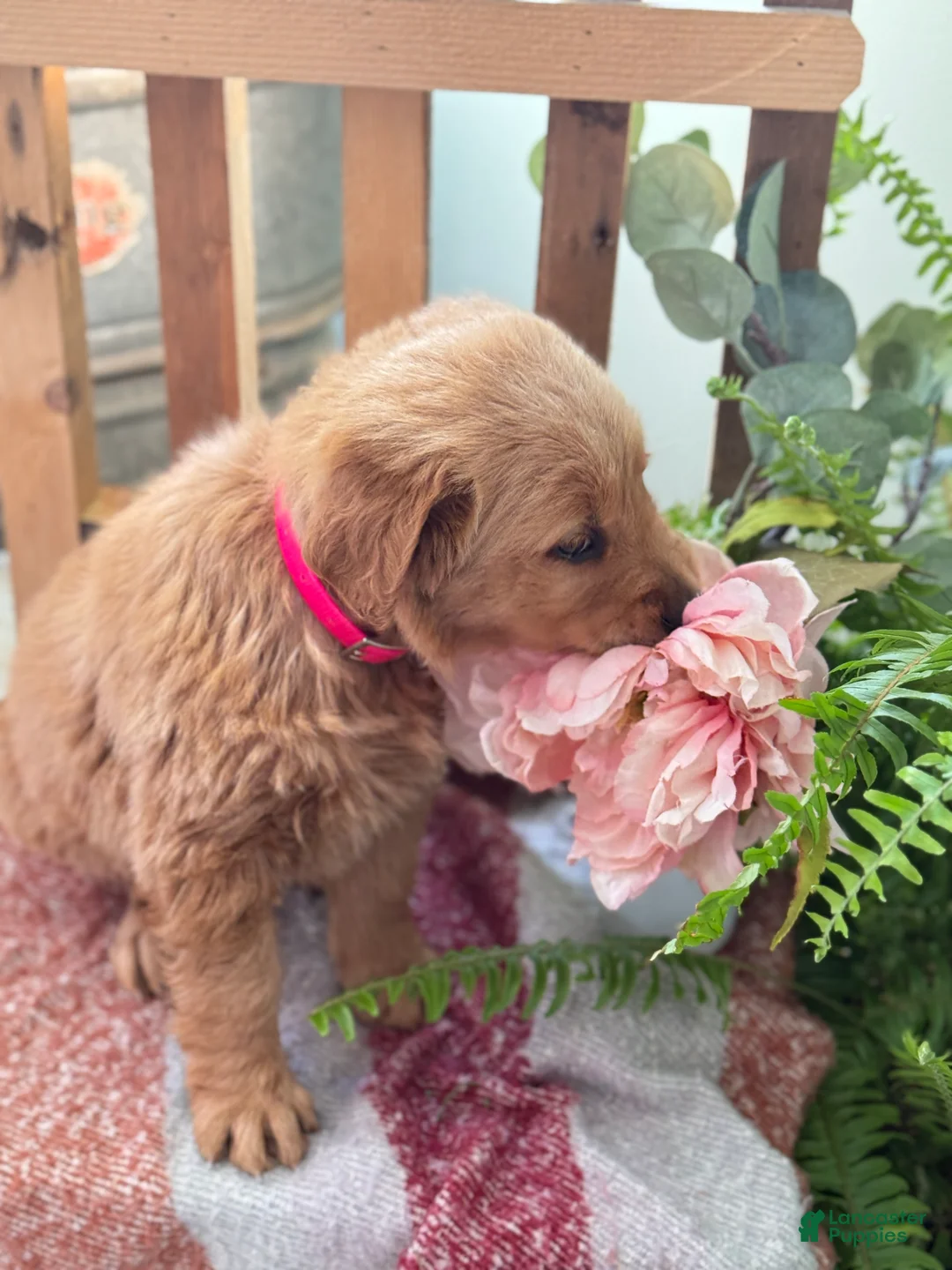 Golden Retriever dogs for sale: Reese - Ad 10