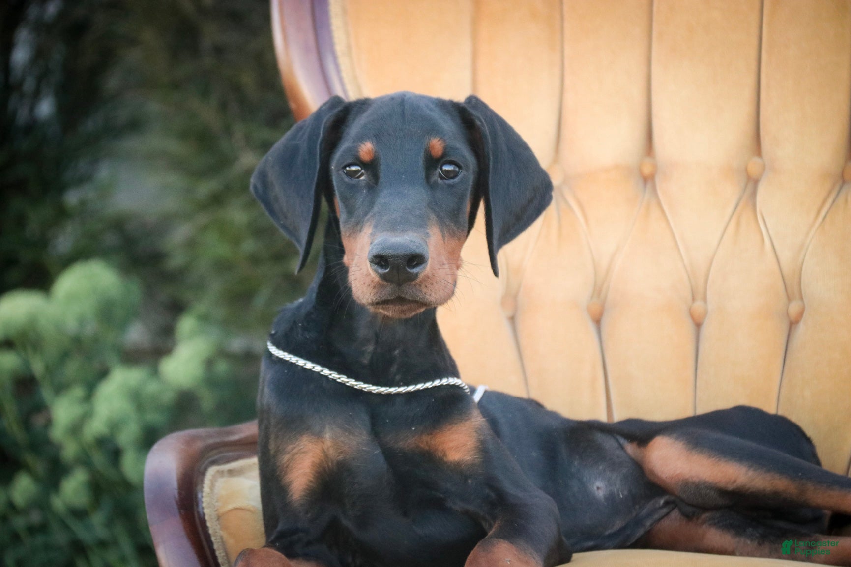 Doberman Pinscher dogs Malcolm - Ad 1