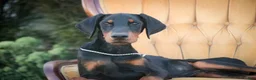 Doberman Pinscher dogs for sale: Malcolm - Ad 8