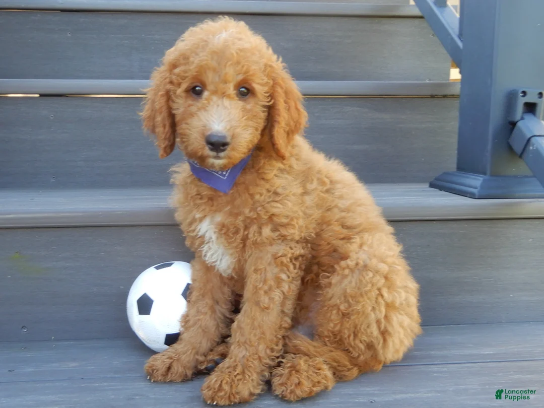 Mini Goldendoodle dogs for sale: Jake (Medium) - Ad 1