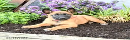 Belgian Malinois dogs for sale: Greta - Ad 4