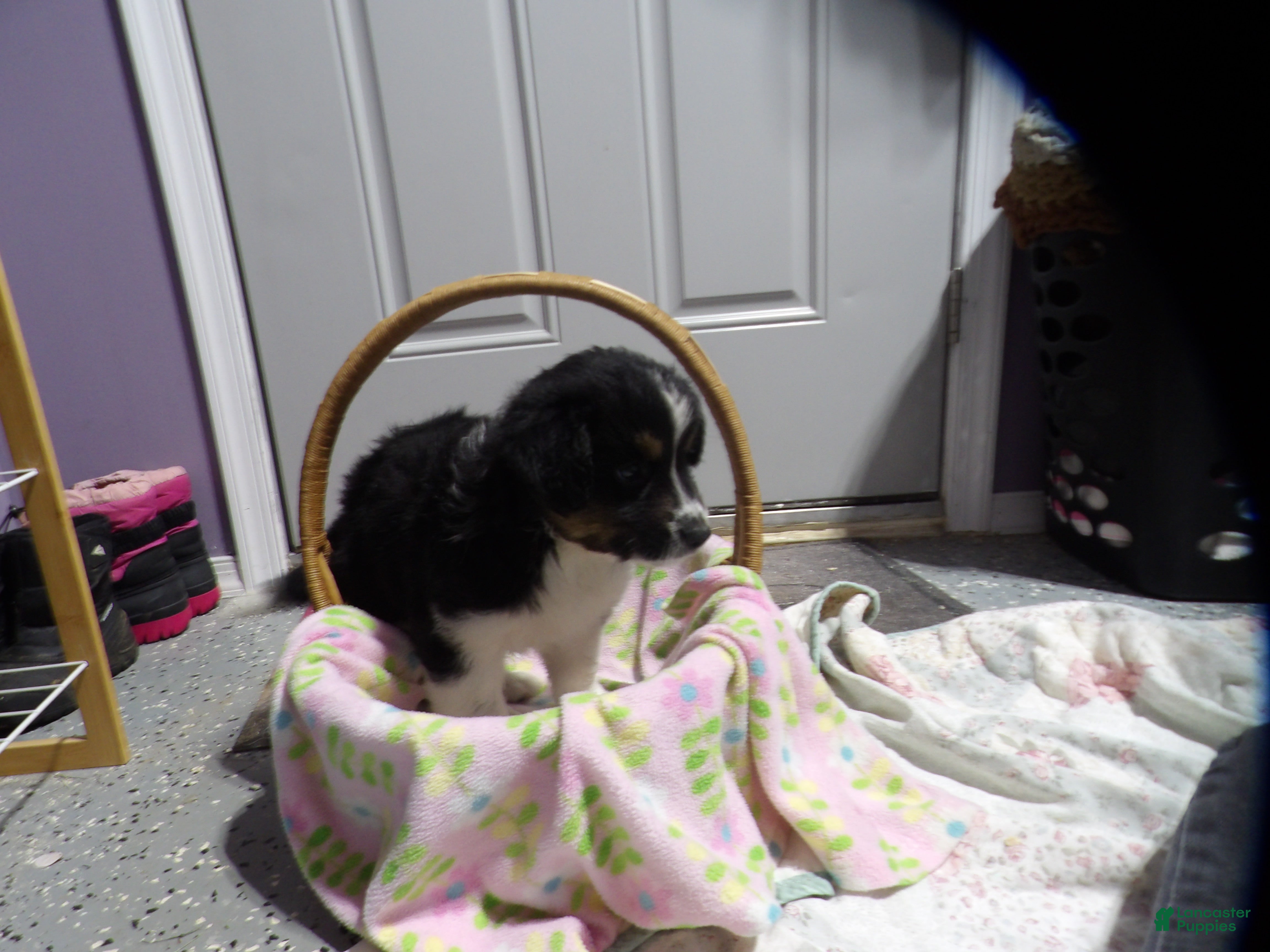 Miniature Australian Shepherd dogs Meggy - Ad 1