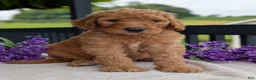 Goldendoodle dogs for sale: Parker - Ad 12