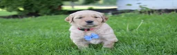 Golden Retriever dogs for sale: Ranger - Ad 3