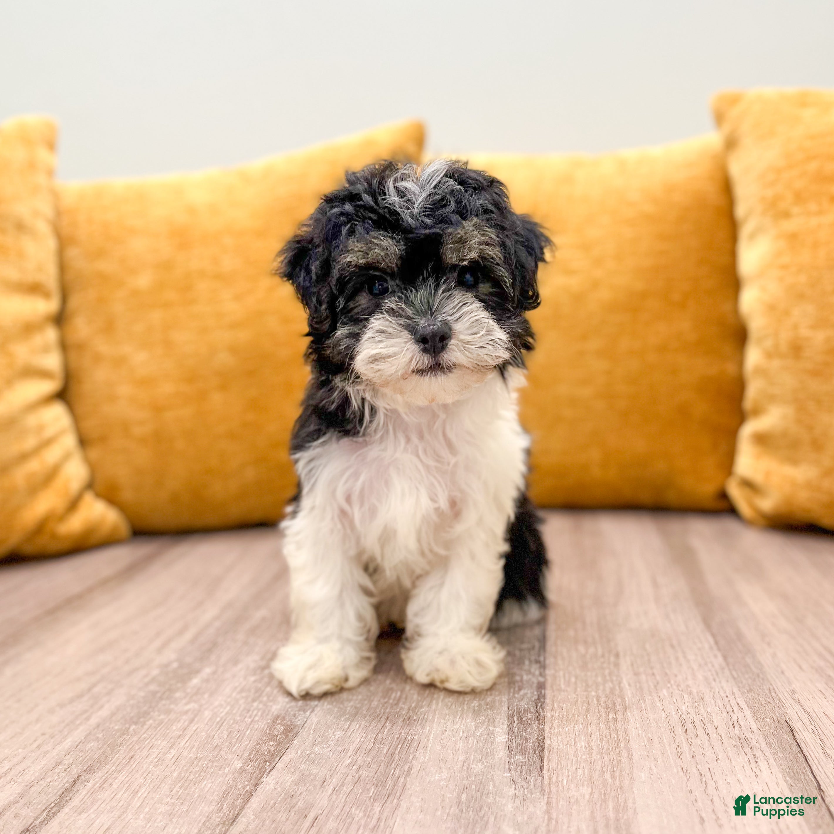 Havanese dogs Kate - Ad 1