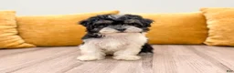 Havanese dogs for sale: Kate - Ad 1