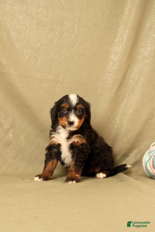 Mini Bernedoodle dogs for sale: Benso - Ad 4