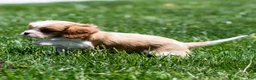 Cavalier King Charles Spaniel dogs for sale: Allen Cavalier King Charles Spaniel Puppy  - Ad 22