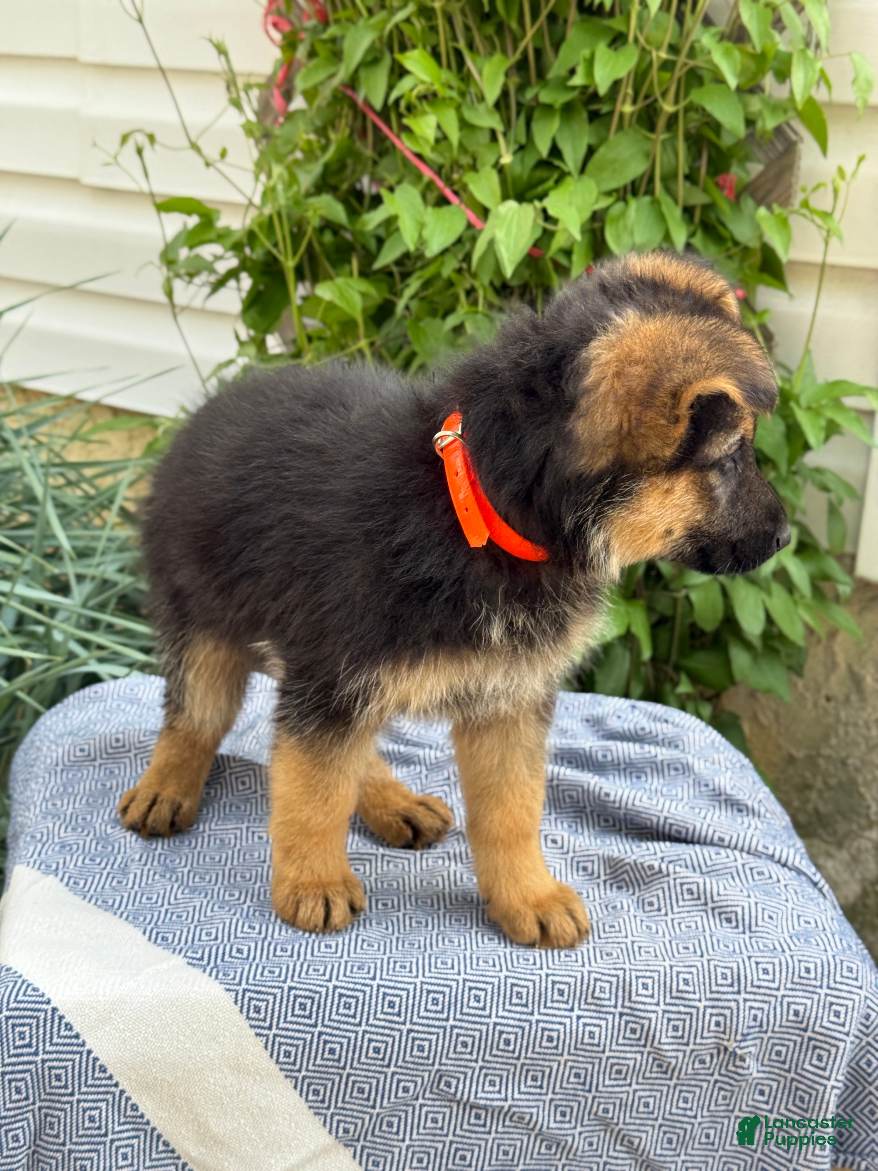 German Shepherd dogs Griffin - Ad 2