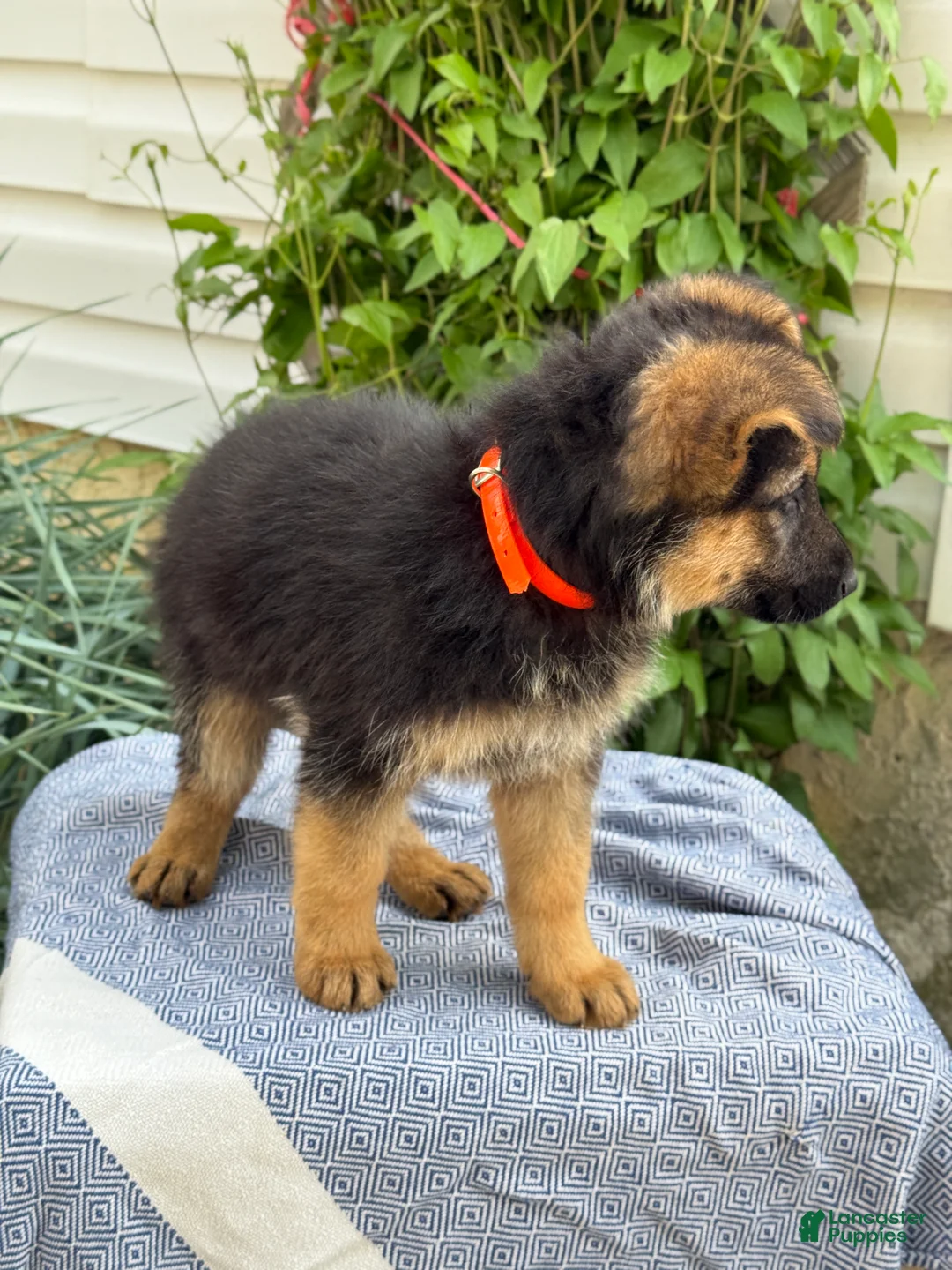 German Shepherd dogs for sale: Griffin - Ad 2