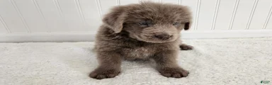 AKC Silas