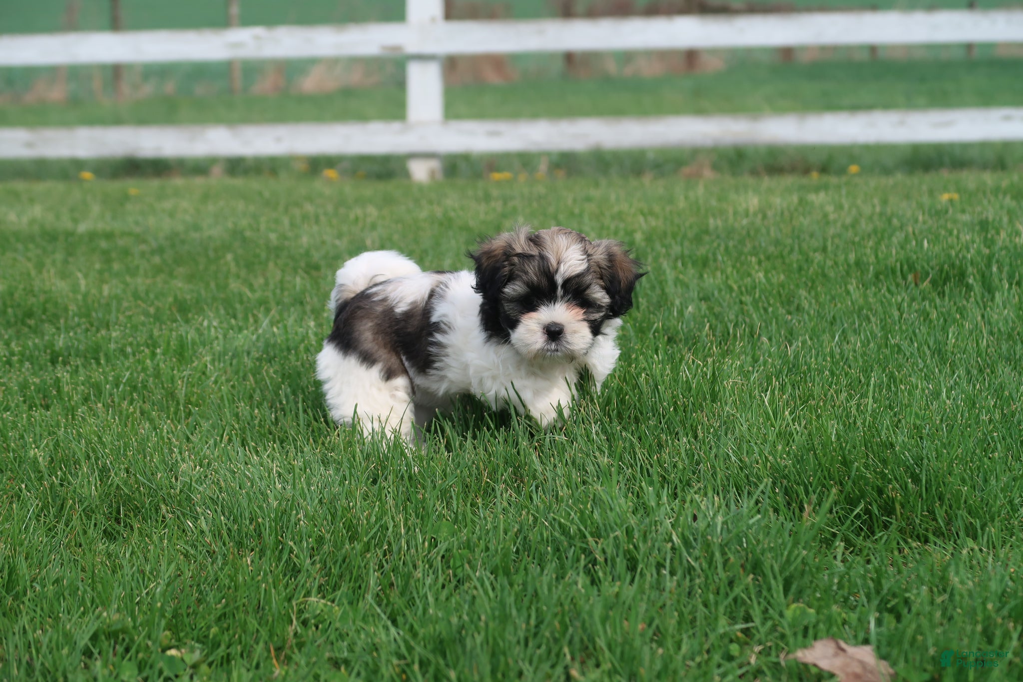 Shihpoo dogs Zola - Ad 1