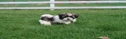 Shihpoo dogs for sale: Zola - Ad 1