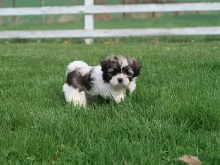 Shihpoo dogs for sale: Zola - Ad 2