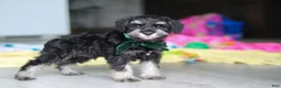 Miniature Schnauzer dogs for sale: Percy - Ad 8