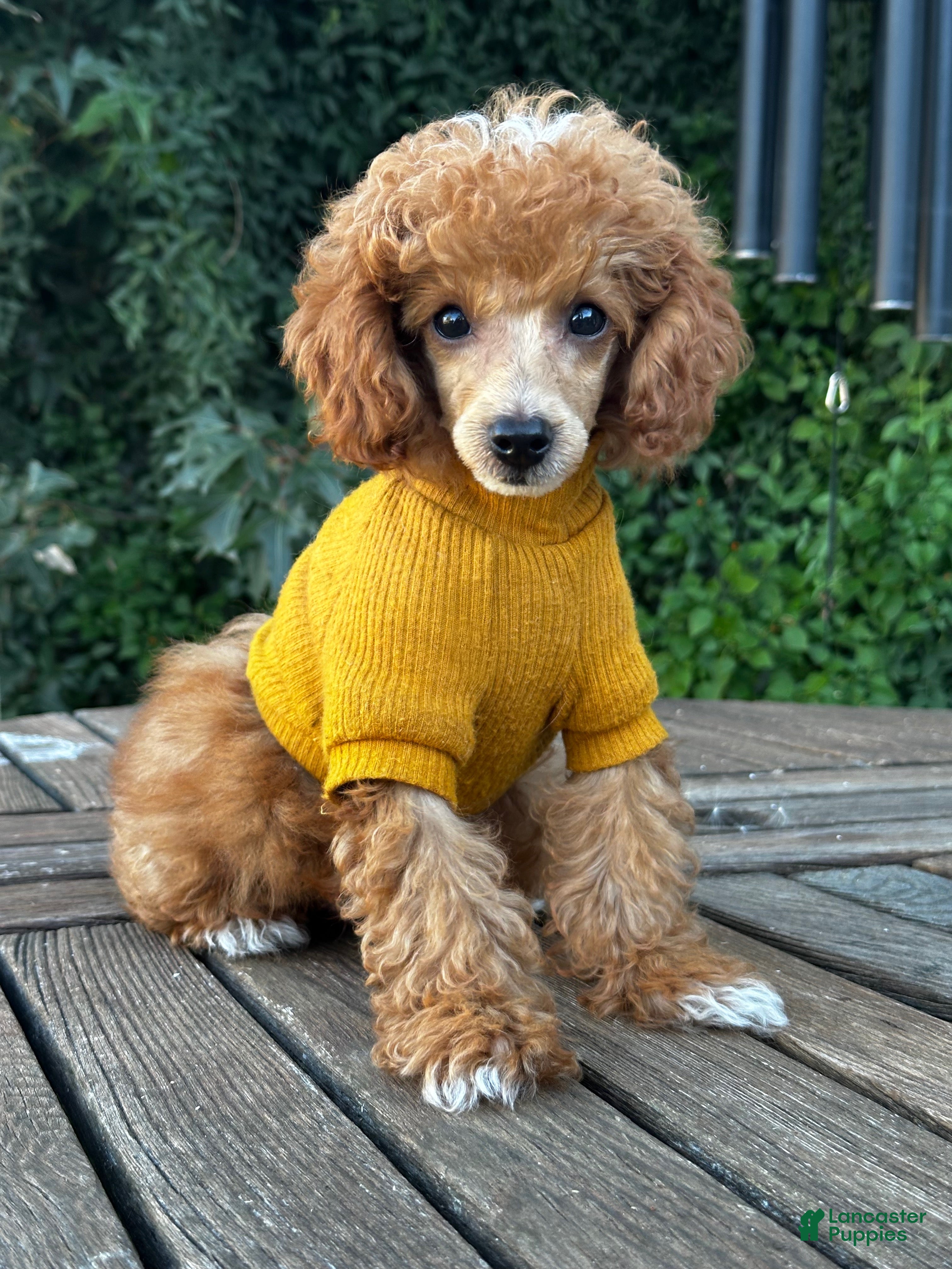 Toy Poodle dogs Eli Tiny Toy Poodle - Ad 33