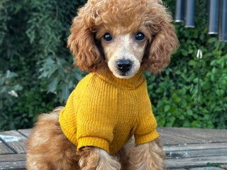 Toy Poodle dogs Eli Tiny Toy Poodle - Ad 24