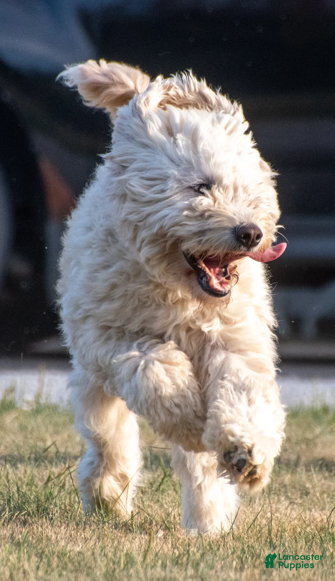 Goldendoodle dogs for sale: Willa - Ad 12