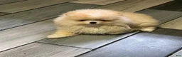 Pomeranian dogs for sale: Pomeranian Puppy 2 - Ad 8