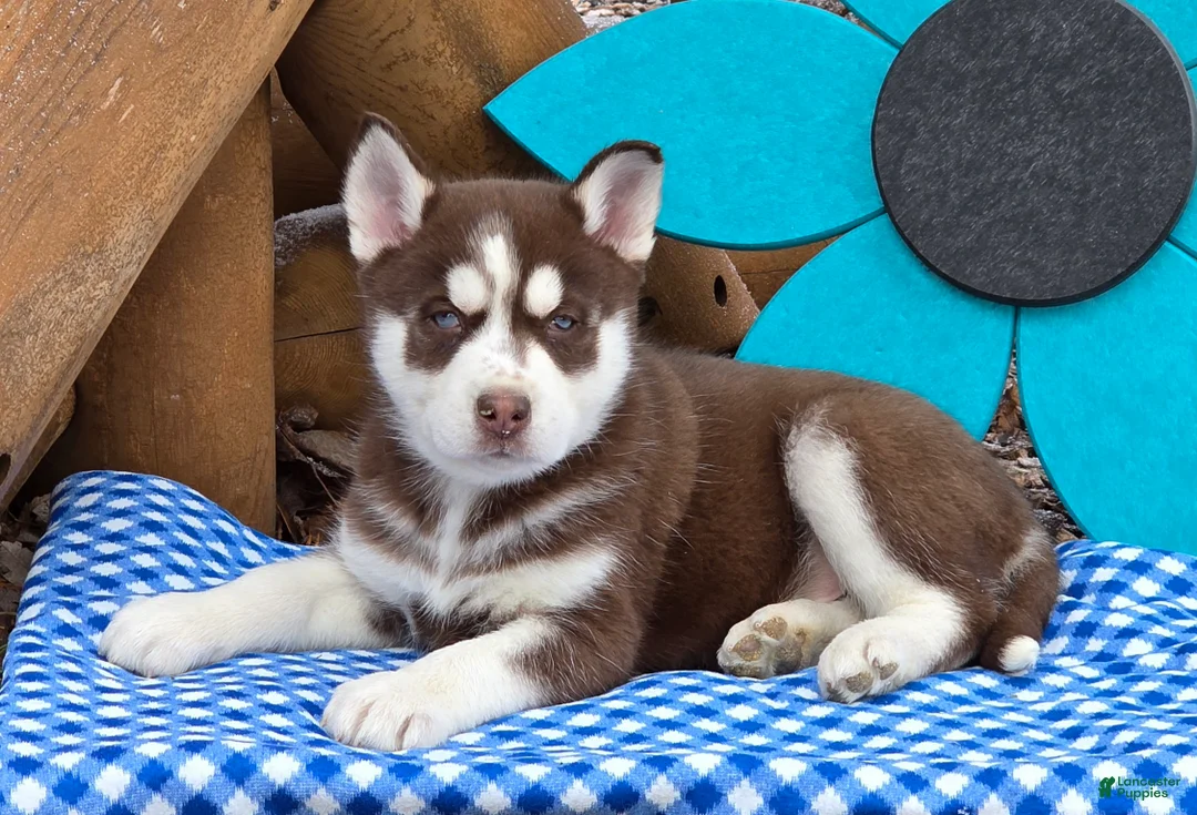 Siberian Husky dogs for sale: Tyson - Ad 1