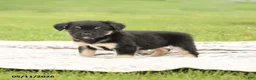 Mixed Breed dogs for sale: Norway - Ad 3