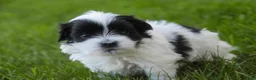 Havanese dogs for sale: Ivan Havanese Puppy  - Ad 7