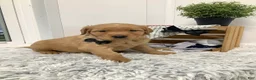 Golden Retriever dogs for sale: Golden Retriever - Fido - Ad 3