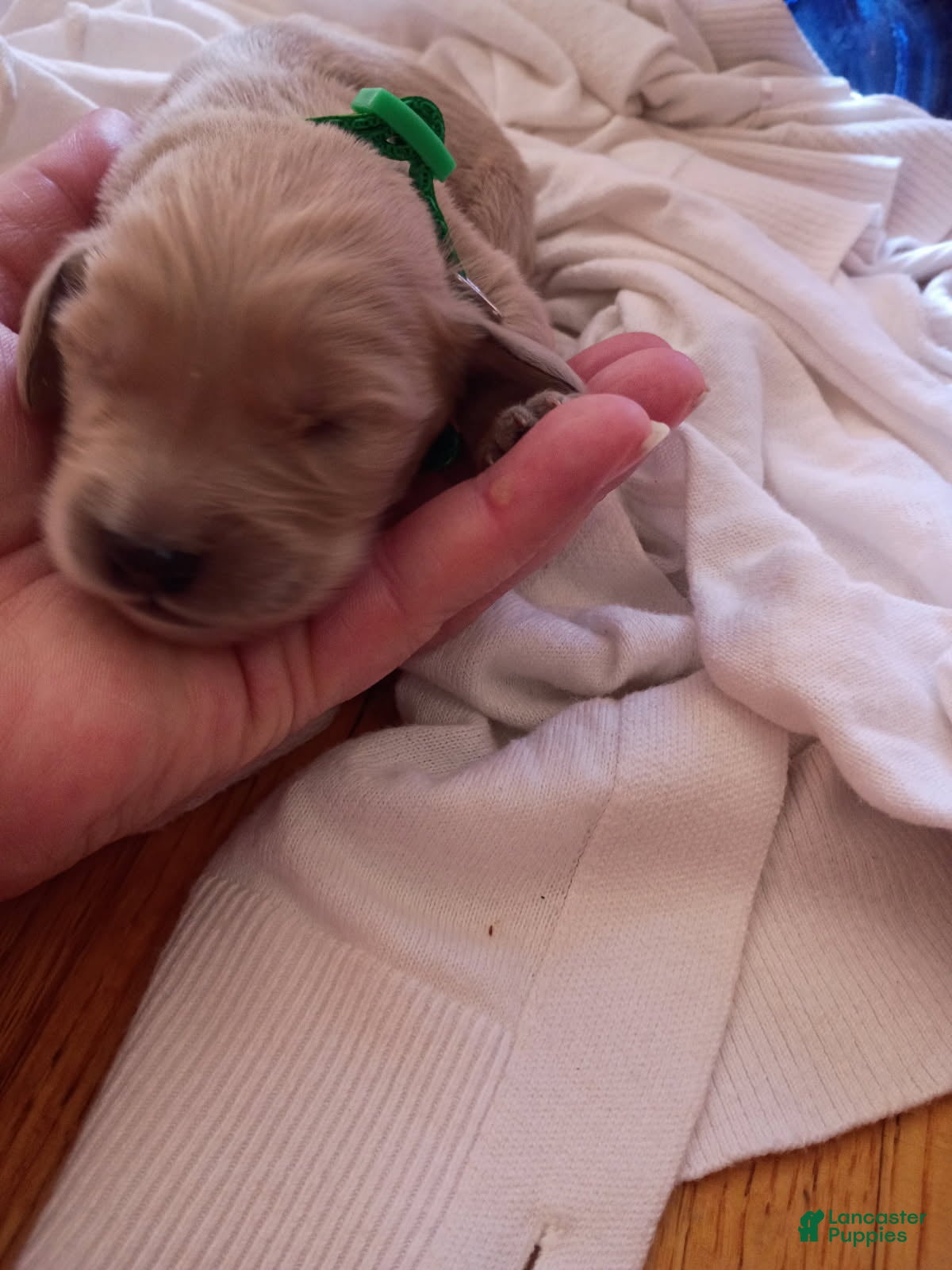 Golden Retriever dogs Golden Retriever Male 4 - Ad 13