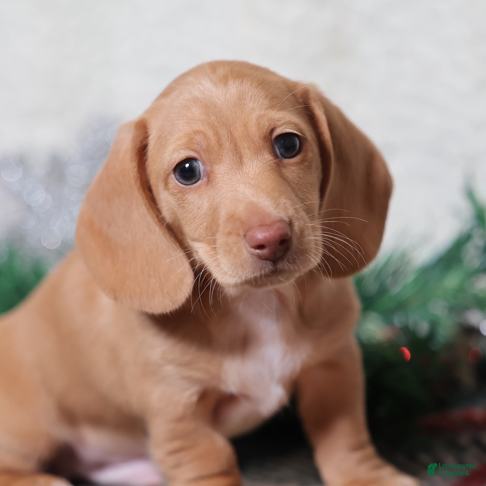 Dachshund dogs Sabre - Ad 3