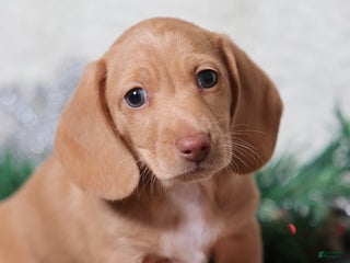 Dachshund dogs Sabre - Ad 9