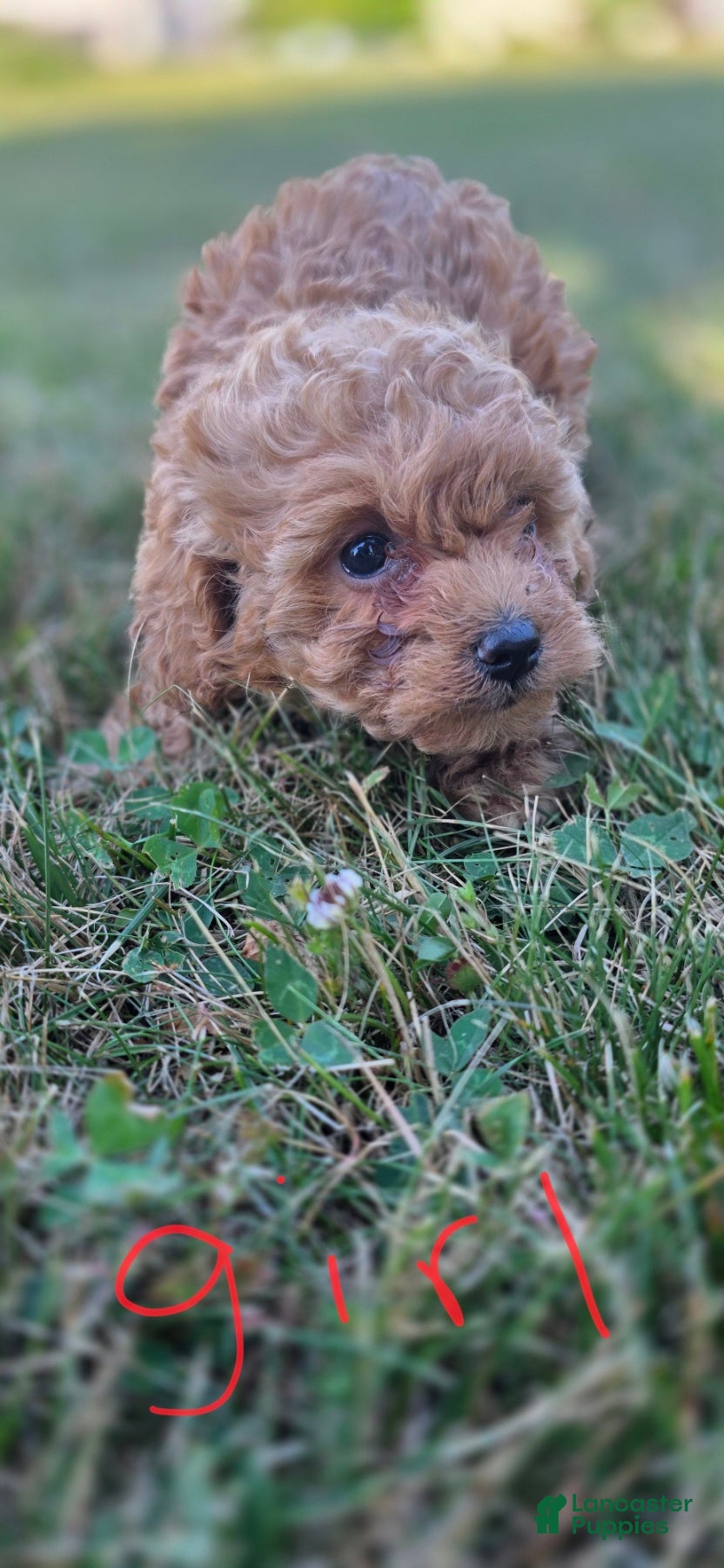 Maltipoo dogs Daisy - Ad 1