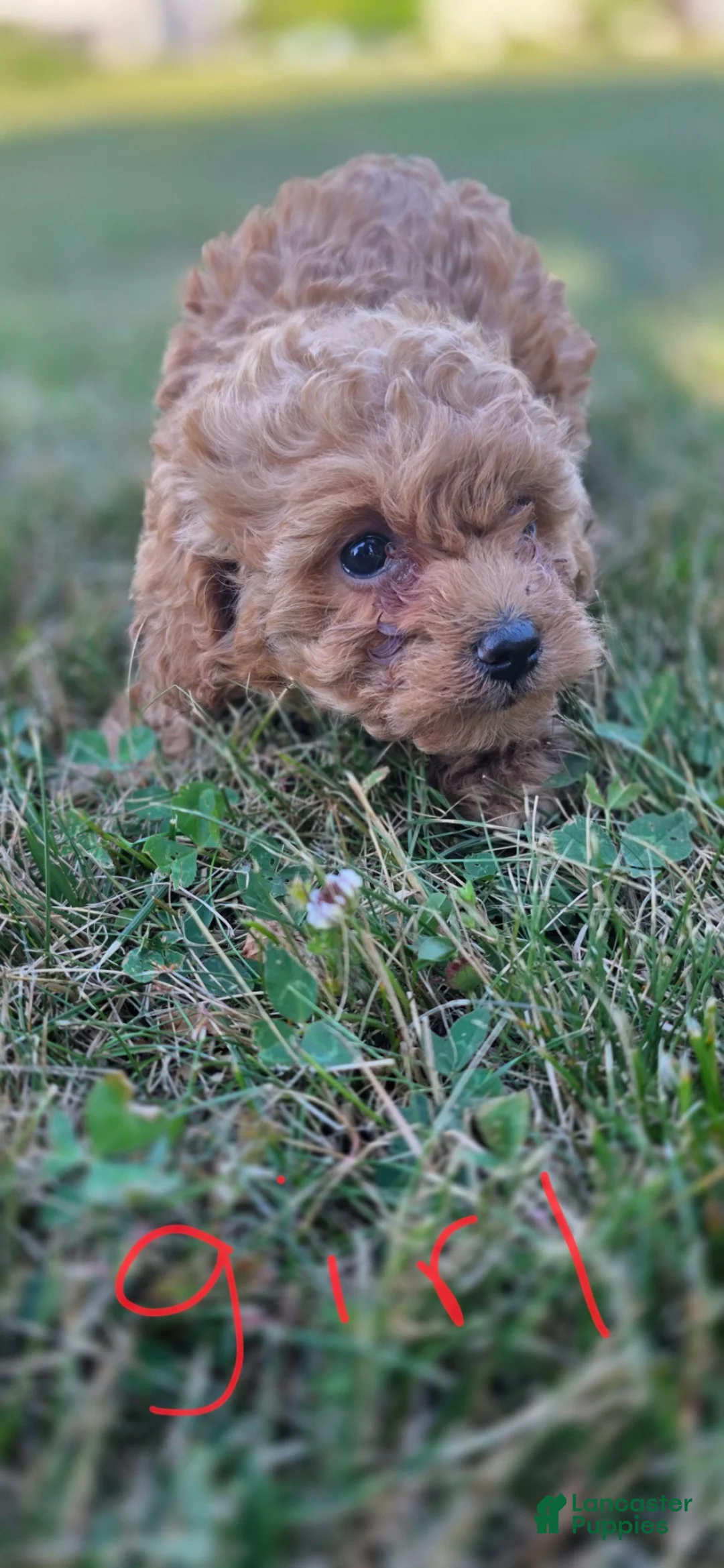 Maltipoo dogs for sale: Daisy - Ad 1