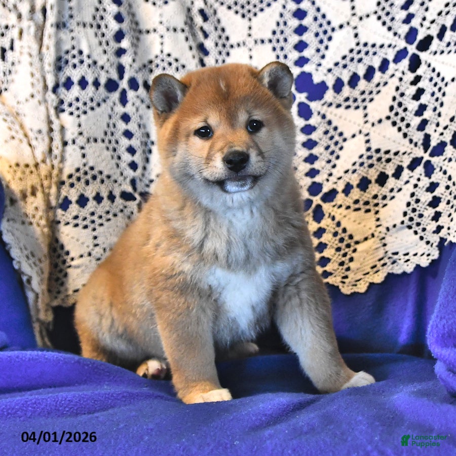 Shiba Inu dogs Riley Jake - Ad 2
