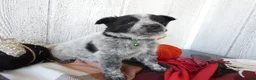 Australian Cattle Dog dogs for sale: Australian Cattle Dog 5 Busco` - Ad 3