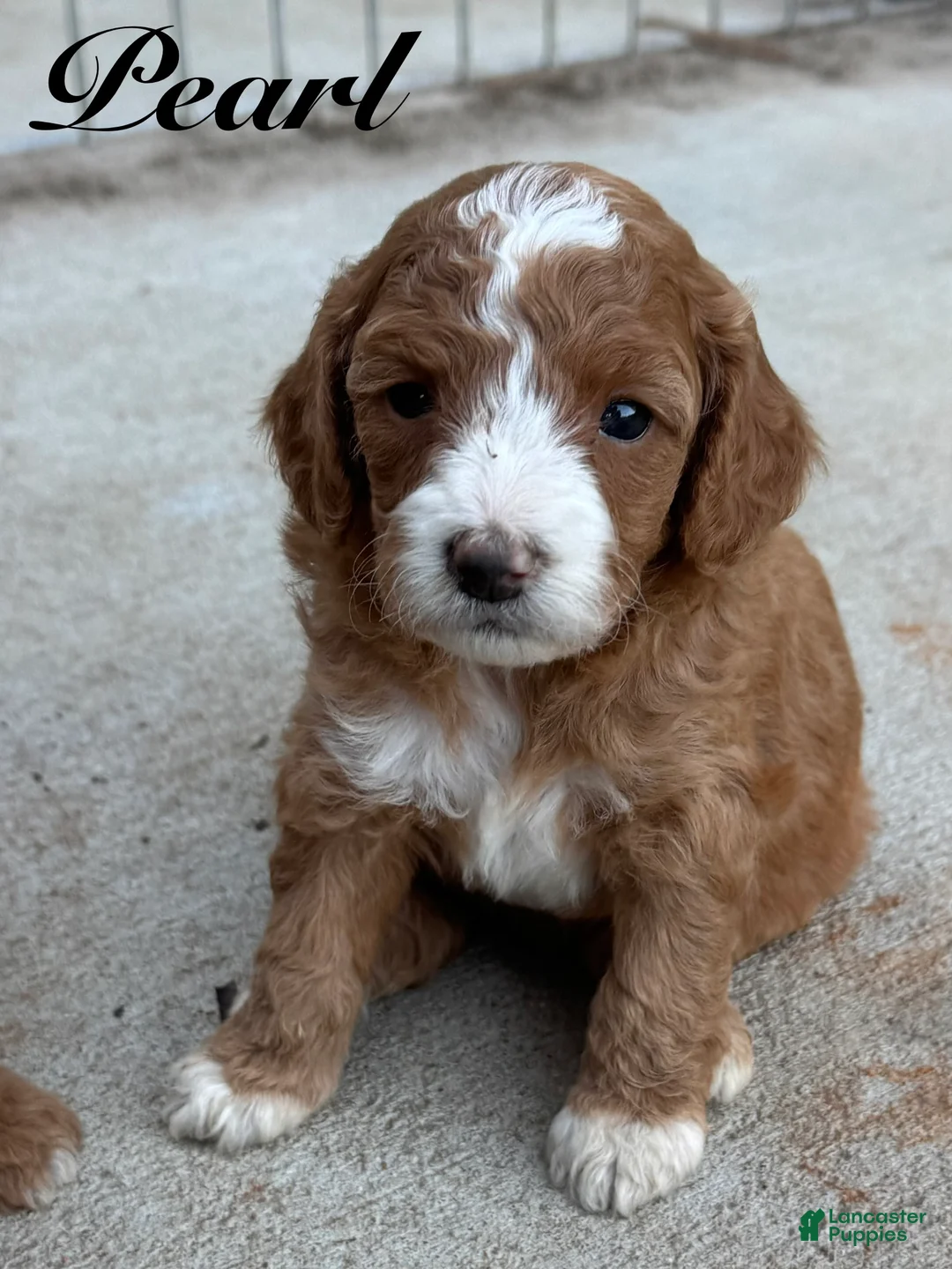 Cavapoo dogs for sale: Pearl - Ad 1