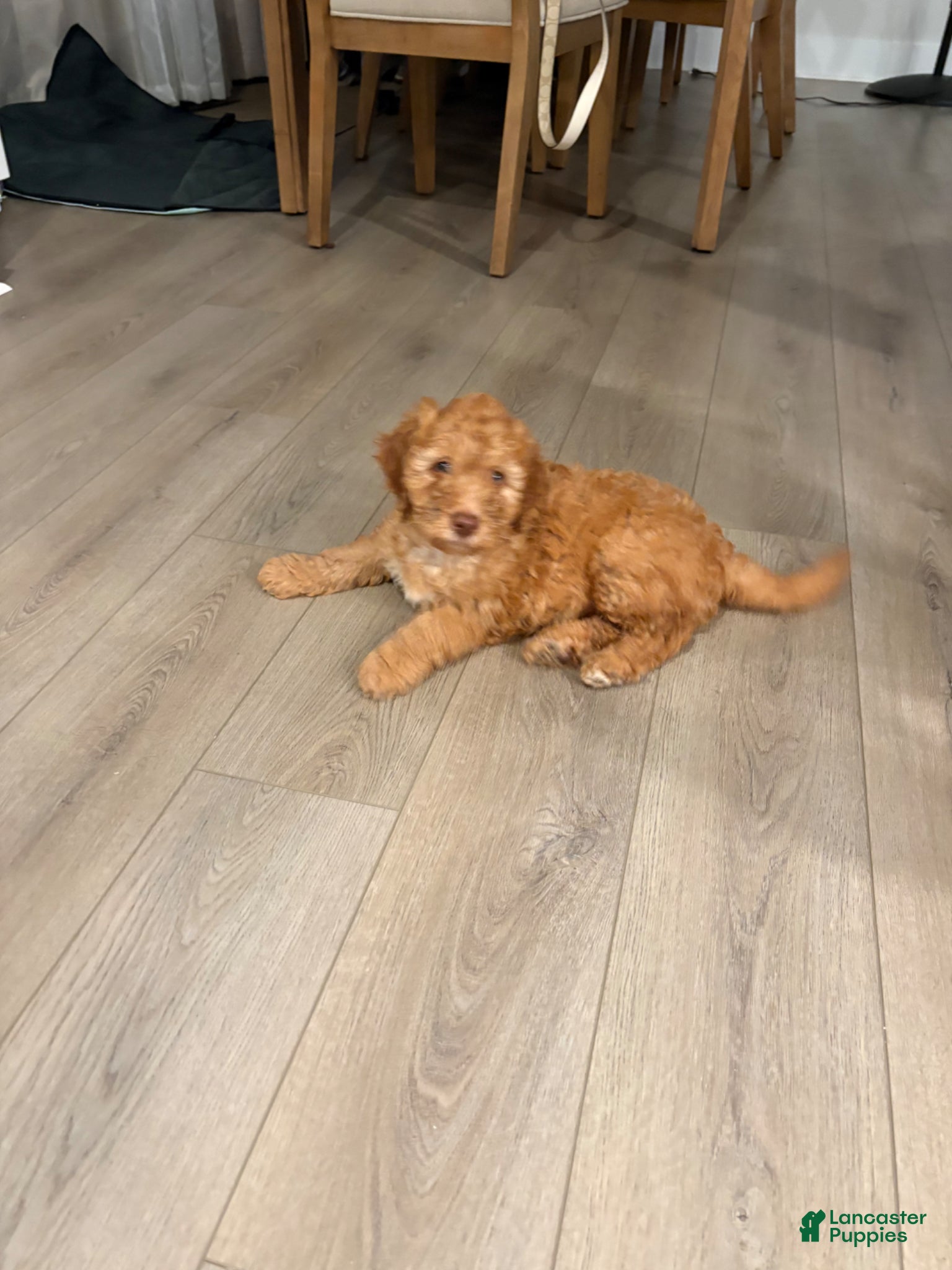 Goldendoodle dogs Goldendoodle Luna  - Ad 19