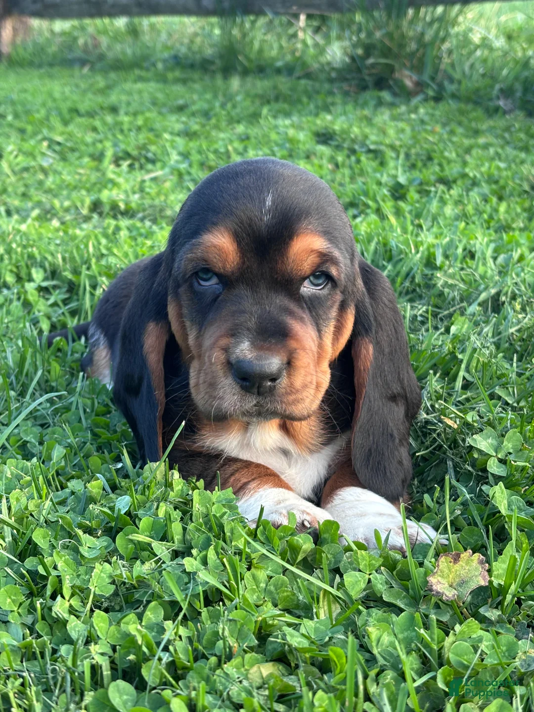 Basset Hound dogs for sale: Ricky - Ad 2