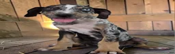 Catahoula Leopard Dog dogs for sale: Tigger 2026 Male 3 - Ad 6