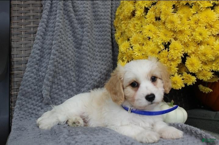 Cavachon dogs Rover - Ad 2