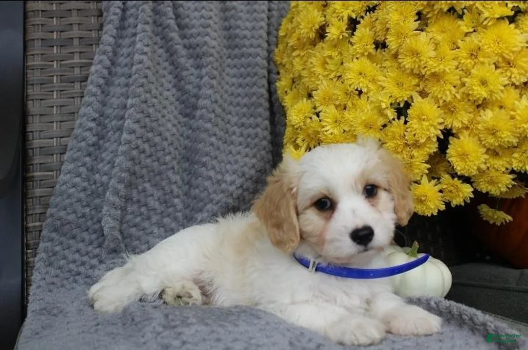 Cavachon dogs for sale: Rover - Ad 2