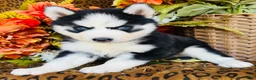 Siberian Husky dogs for sale: Sierra - Ad 3
