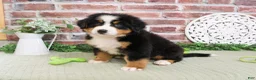Bernese Mountain Dog dogs for sale: Freedom - Ad 4