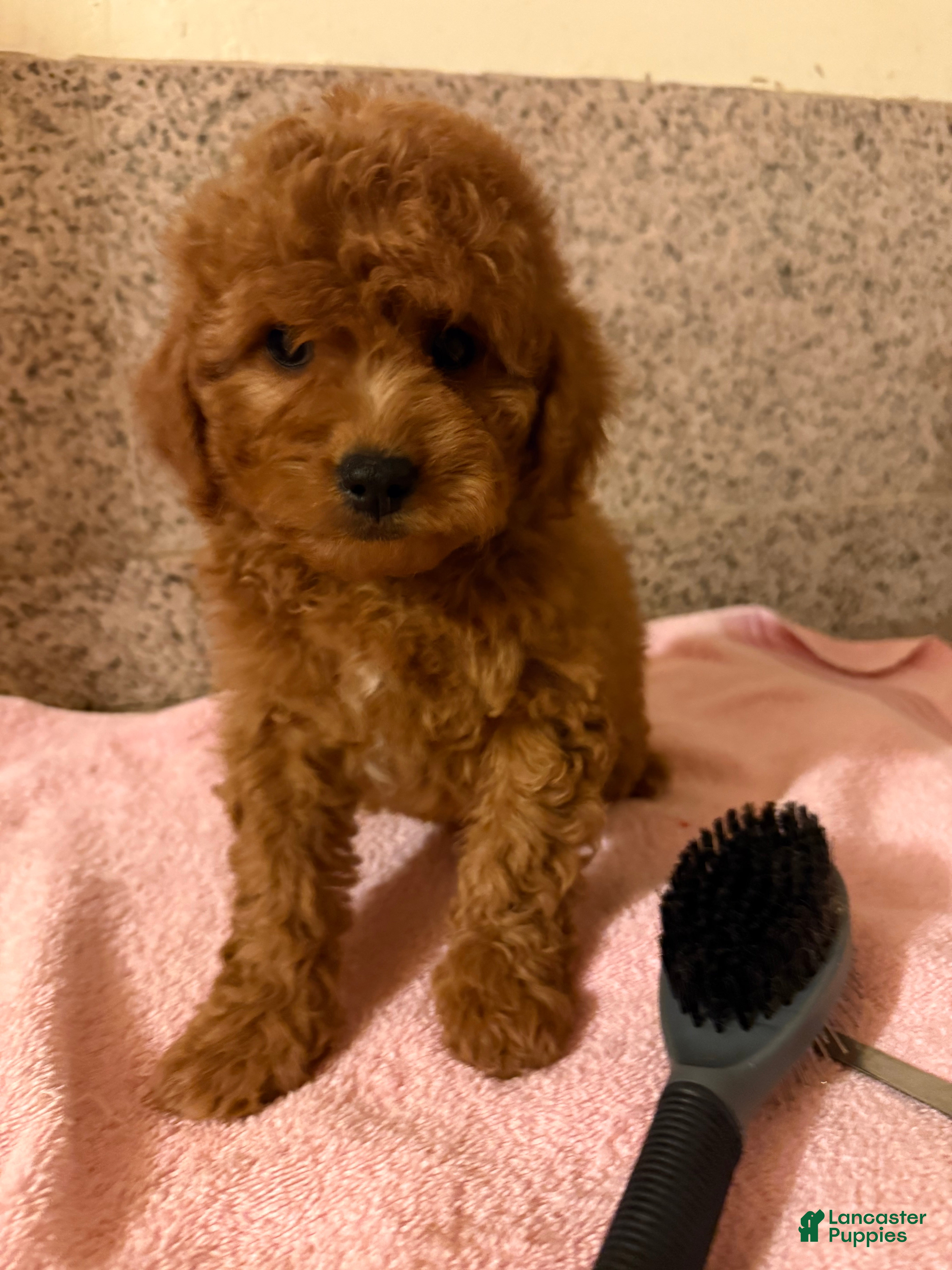 Mini Goldendoodle dogs Coco - Ad 37