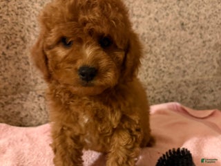 Mini Goldendoodle dogs for sale: Coco - Ad 3