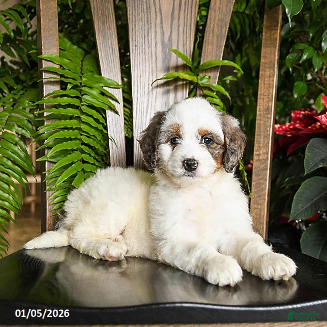 Mini Bernedoodle dogs for sale: Tango - Ad 5