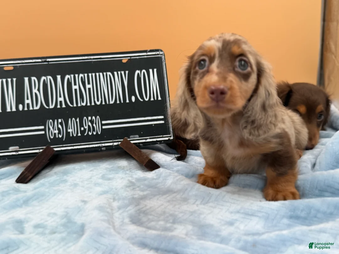 Miniature Dachshund dogs for sale: Full AKC dapple - Ad 2